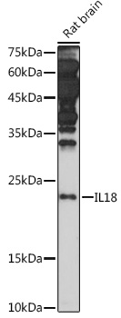 IL18 Rabbit polyclonal antibody