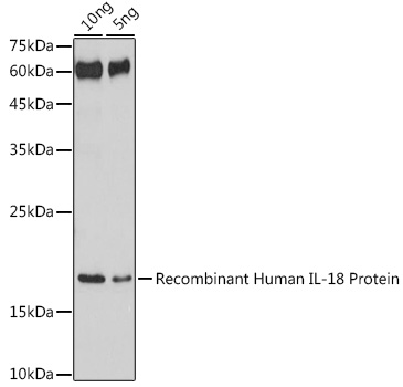 IL18 Rabbit polyclonal antibody