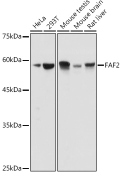 FAF2 Rabbit polyclonal antibody