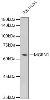 MGRN1 Rabbit polyclonal antibody