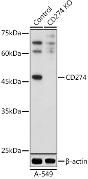 [KO Validated] CD274 Rabbit polyclonal antibody
