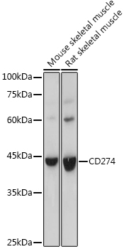 [KO Validated] CD274 Rabbit polyclonal antibody