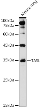 TASL Rabbit polyclonal antibody