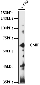 CMIP Rabbit polyclonal antibody