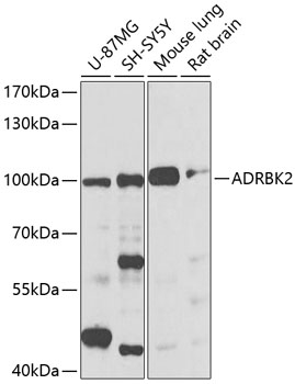ADRBK2 Rabbit polyclonal antibody