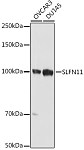 Western blot - SLFN11 Rabbit pAb (A20490)