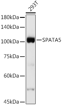 SPATA5 Rabbit polyclonal antibody
