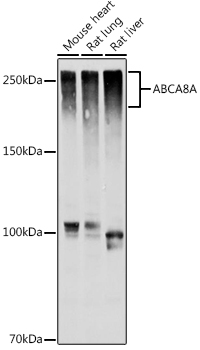 ABCA8A Rabbit polyclonal antibody