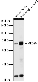 MED26 Rabbit polyclonal antibody