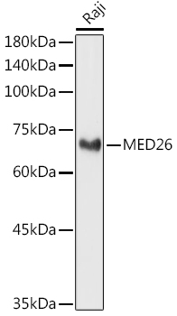 MED26 Rabbit polyclonal antibody