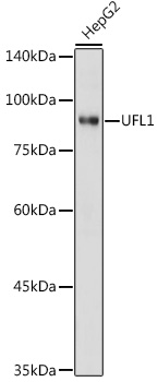 UFL1 Rabbit polyclonal antibody