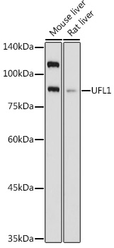 UFL1 Rabbit polyclonal antibody