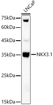 NKX3.1 Rabbit polyclonal antibody