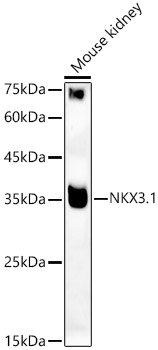 NKX3.1 Rabbit polyclonal antibody
