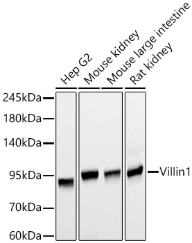 Villin1 Mouse monoclonal antibody
