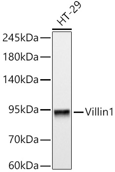 Villin1 Mouse monoclonal antibody