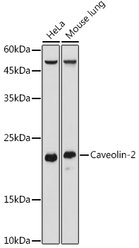 Caveolin-2 Rabbit polyclonal antibody