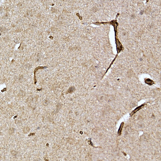 Caveolin-2 Rabbit polyclonal antibody