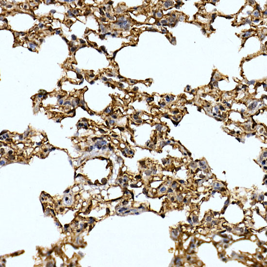 Caveolin-2 Rabbit polyclonal antibody