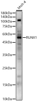 RUNX1 Rabbit polyclonal antibody