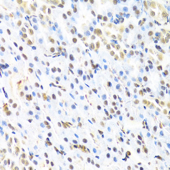RUNX1 Rabbit polyclonal antibody