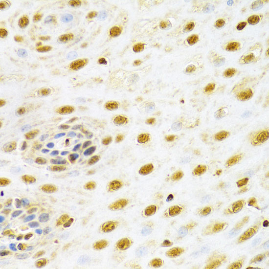 RUNX1 Rabbit polyclonal antibody