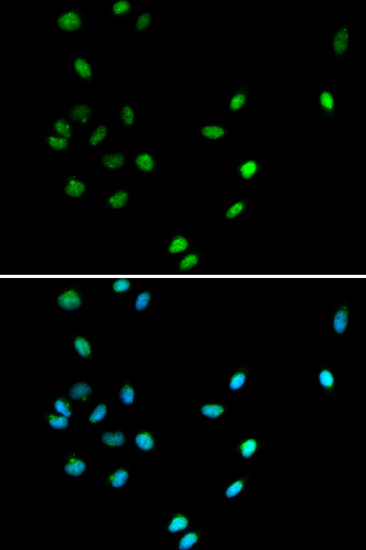 RUNX1 Rabbit polyclonal antibody