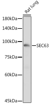 SEC63 Rabbit polyclonal antibody