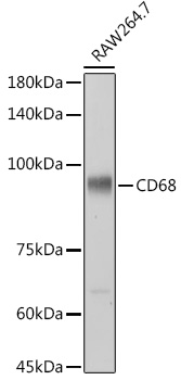 CD68 Rabbit polyclonal antibody