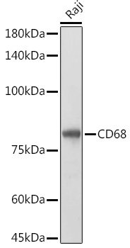 CD68 Rabbit polyclonal antibody