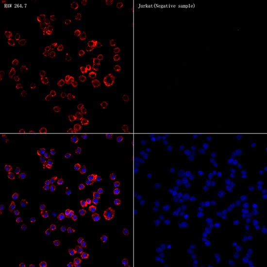CD68 Rabbit polyclonal antibody