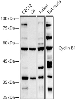 Cyclin B1 Rabbit polyclonal antibody
