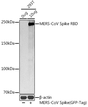 MERS-CoV Spike RBD Rabbit polyclonal antibody