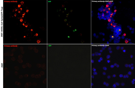 MERS-CoV Spike RBD Rabbit polyclonal antibody