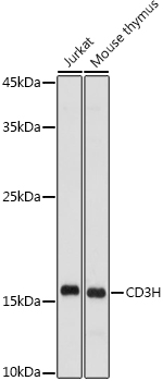 CD3H Rabbit polyclonal antibody