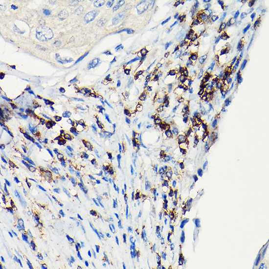 CD3H Rabbit polyclonal antibody