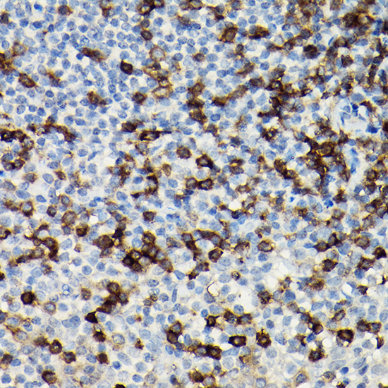CD3H Rabbit polyclonal antibody