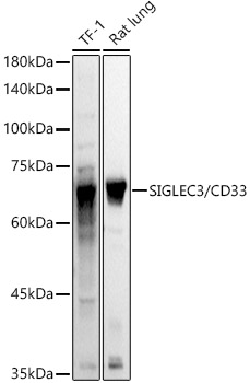 SIGLEC3/CD33 Rabbit pAb