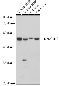 DYNC1LI2 Rabbit polyclonal antibody
