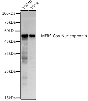 MERS-CoV Nucleoprotein Rabbit pAb