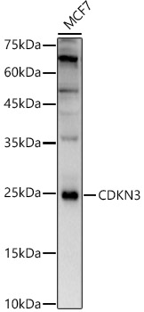 CDKN3 Rabbit polyclonal antibody