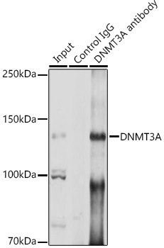 DNMT3A Rabbit polyclonal antibody