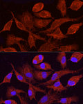 Immunofluorescence - CYP4F11 Rabbit pAb (A20682)