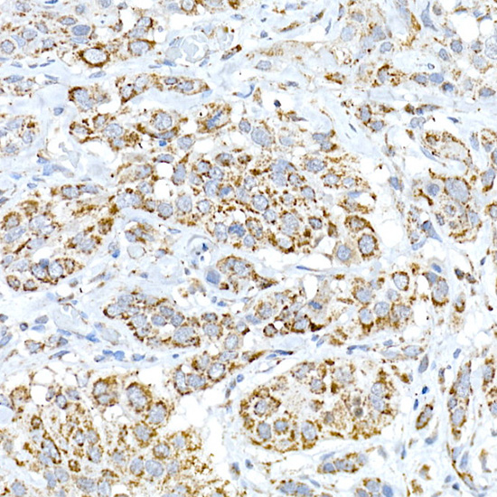 FAM3A Rabbit polyclonal antibody