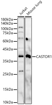 CASTOR1 Rabbit polyclonal antibody