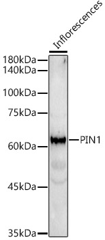 PIN1 Rabbit polyclonal antibody