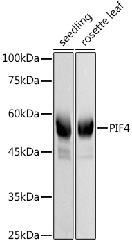 PIF4 Rabbit polyclonal antibody