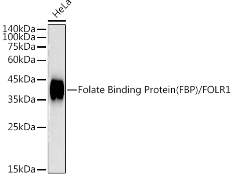 Folate Binding Protein(FBP) / FOLR1 Rabbit monoclonal antibody
