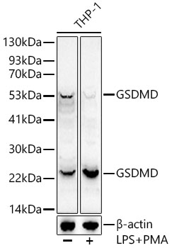 GSDMD (Full length+C terminal) Rabbit monoclonal antibody