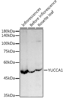 YUCCA1 Rabbit polyclonal antibody